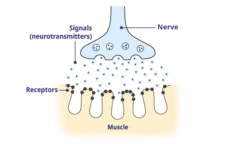 Normal Function